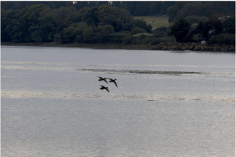 Clara Tallec animalière -"La patrouille des canards"