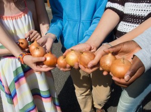 être enrang d'oignons (2)