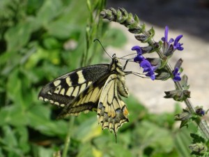 Léa Nedelec - 3ème prix enfants