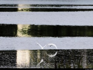 Catégorie adultes - Anne Tanguy