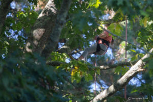 v.brod.avoldoiseau-2062 (1)