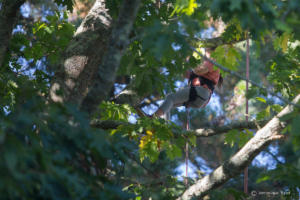 v.brod.avoldoiseau-2062