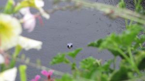 Catégorie adultesArmelle Tallec