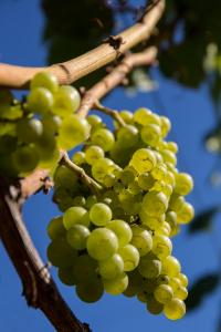 Catégorie adultesAurélie Jézéquel