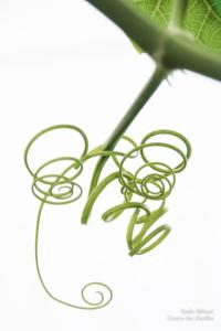 Beliard-serrecoudray-5262 (1)