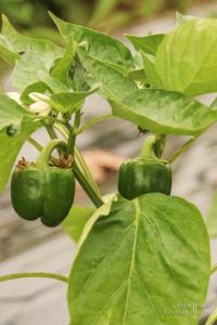 Beliard-serrecoudray-5335