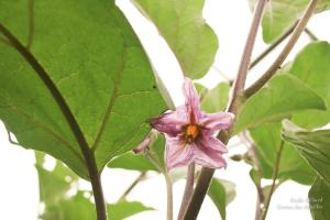 Beliard-serrecoudray-5378