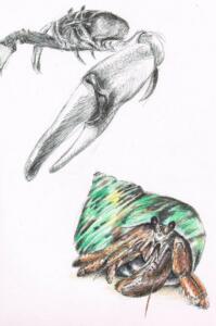 Bernard-et-crabe-au-bic-crayons-de-couleur