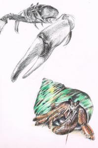 Bernard-et-crabe-au-bic-crayons-de-couleur (1)