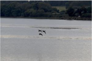 Clara Tallec animalière -"La patrouille des canards"