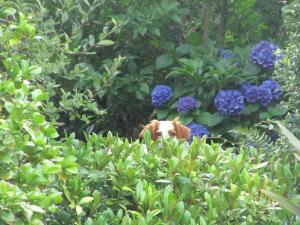 1er prix catégorie enfantCélia Henri