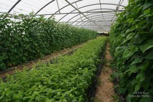 Glemarrecserrecoudray-02402