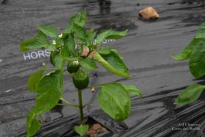 Glemarrecserrecoudray-02449