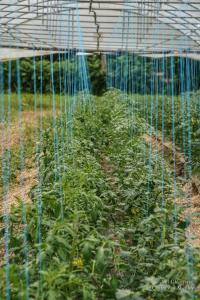 Glemarrecserrecoudray-02465