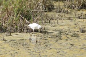 Joël Glémarec -"Aigrette sur les bords de l'Odet"