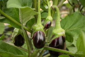 Lafargue-serrecoudray-9738-Copie