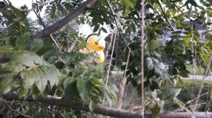 Catégorie adultesLaurence Levallois