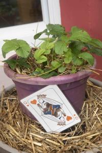 V.Brod .abeilles-2025-5181