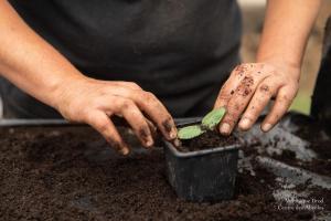 V.Brod .serrecoudray-1975