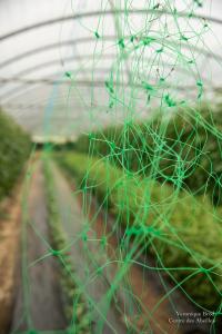 V.Brod .serrecoudray-1985