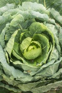 V.Brod .serrecoudray-2003