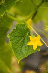 V.Brod .serrecoudray-2036