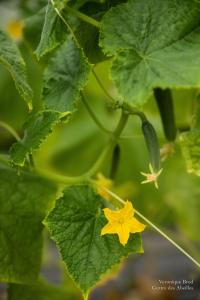 V.Brod .serrecoudray-2045