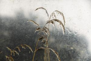 V.Brod .serrecoudray-2049