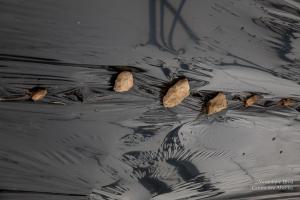 V.Brod .serrecoudray-2077