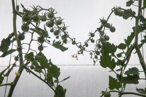 V.Brod .serrecoudray-2091