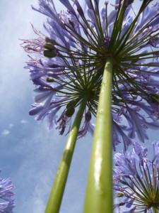 1er chez les moins de 15 ans    