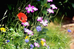 concours photos 2013             