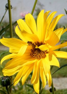 concours photos 2013              