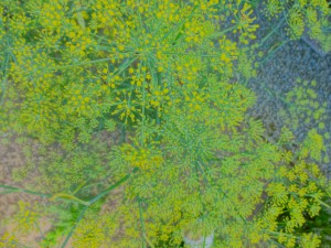 concours photos 2013 