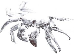 crabe-bic-noir (1)