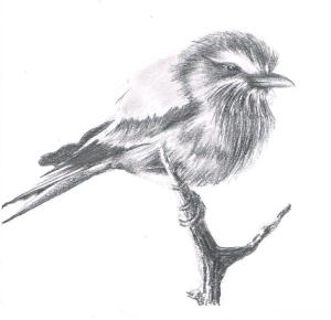 croquis-oiseau