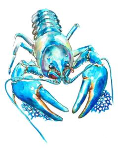 homard-bleu-encre-aquarellable