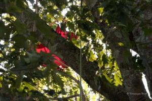 vbrod .20 09 13 avoldoiseauAbeilles-1558